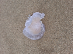 Rhizostoma pulmo