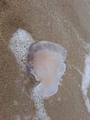 Rhizostoma pulmo