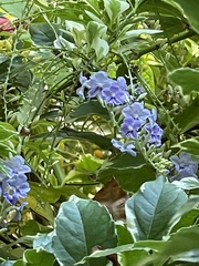 Duranta
