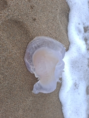 Rhizostoma pulmo