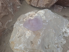 Rhizostoma pulmo
