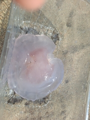 Rhizostoma pulmo