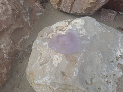 Rhizostoma pulmo