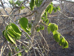 Cissus decidua