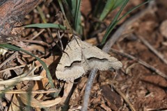 Frederickia s-signata