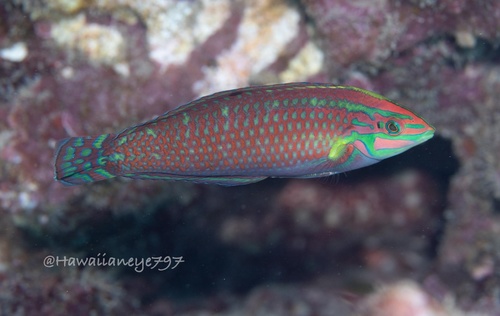 Ornate Wrasse
