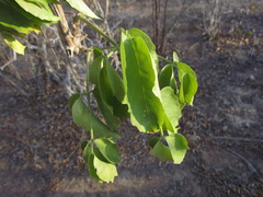 Cissus decidua