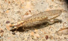 Eremochrysa punctinervis