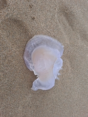 Rhizostoma pulmo
