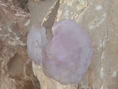 Rhizostoma pulmo