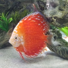Symphysodon