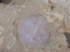 Rhizostoma pulmo