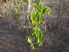 Cissus decidua