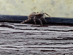 Pseudeuophrys lanigera