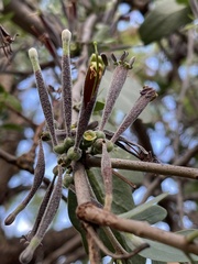 Tapinanthus