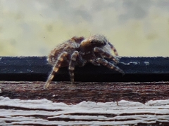 Pseudeuophrys lanigera