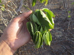 Cissus decidua