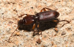 Stenomorphus californicus rufipes