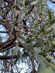 Tapinanthus