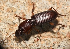 Stenomorphus californicus rufipes