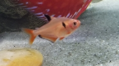 Hyphessobrycon eques