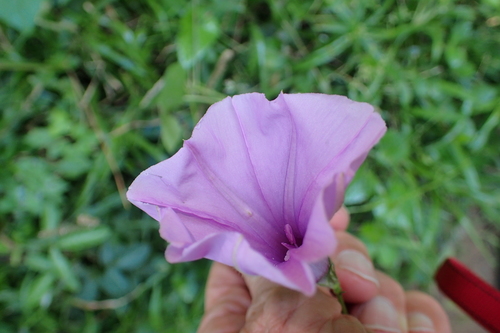 Image of Ipomoea ficifolia by no rights reserved
