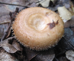 Lactarius mairei