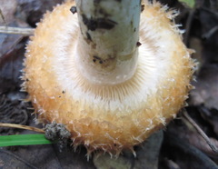 Lactarius mairei