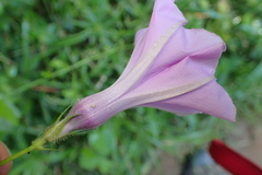 Ipomoea ficifolia