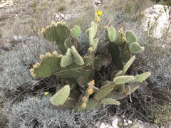 Opuntia huajuapensis
