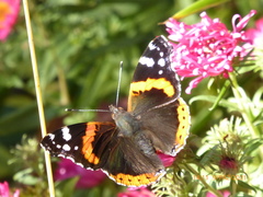 Vanessa atalanta