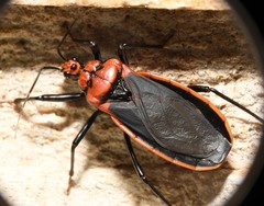 Rhiginia cinctiventris