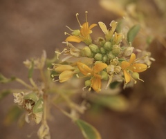 Cleomella obtusifolia
