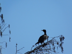Phalacrocorax carbo