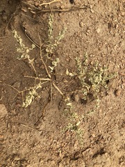 Atriplex parryi