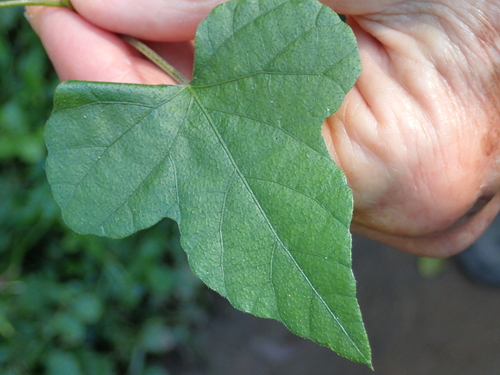 Image of Ipomoea ficifolia by no rights reserved