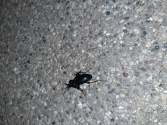 Carabus germarii