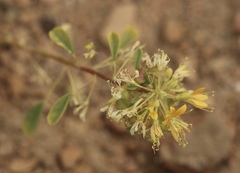 Cleomella obtusifolia