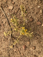 Cleomella obtusifolia