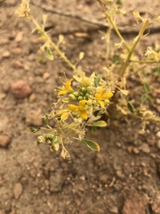 Cleomella obtusifolia