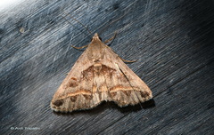 Acantholipes trajecta