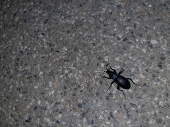 Carabus germarii