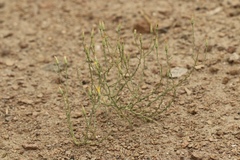 Leucosyris carnosa