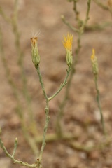 Leucosyris carnosa