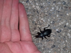Carabus germarii
