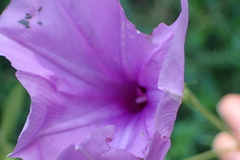 Ipomoea ficifolia