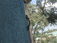 Acronyctodes mexicanaria