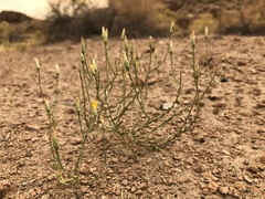 Leucosyris carnosa