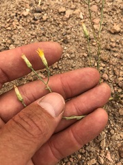 Leucosyris carnosa