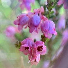 Erica brevifolia